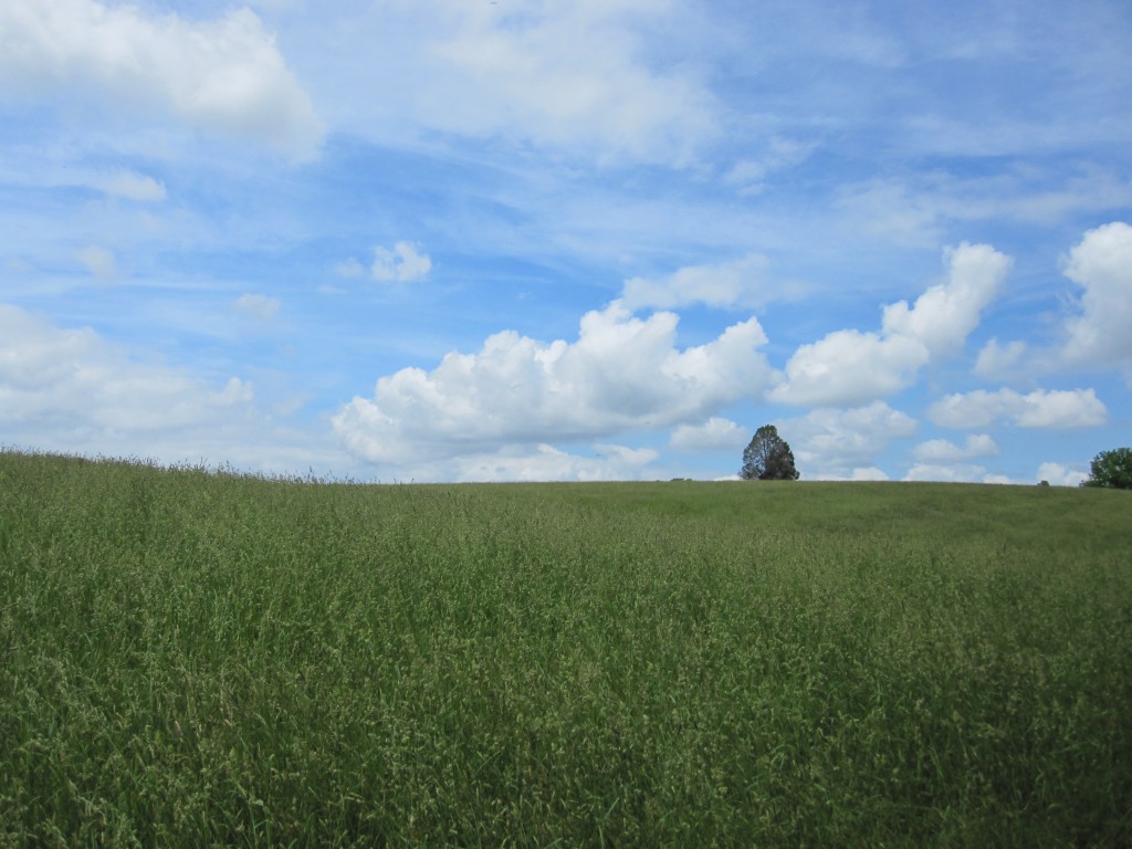 Sharpsburg Civil War